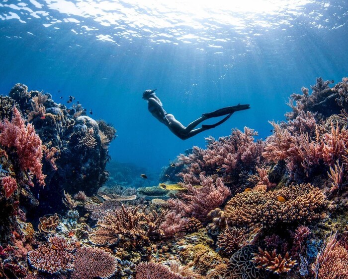 vườn quốc gia Komodo nổi tiếng là nơi có một số điểm lặn tốt nhất ở Indonesia