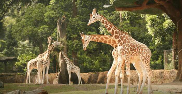 Công viên Taman Safari là nơi sinh sống của nhiều động vật hoang đã và quý hiếm