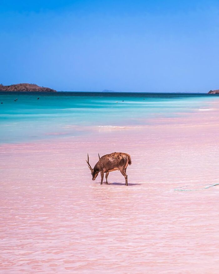 Chiêm ngưỡng vẻ đẹp ngọt ngào của bãi biển hồng 