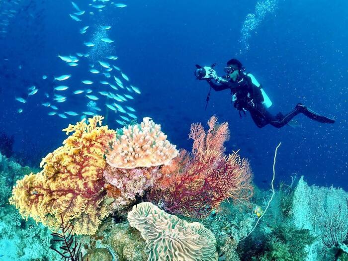 Những hoạt động thú vị trên đảo Raja Ampat: Lặn biển