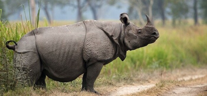 điều thú vị về Indonesia - nơi sinh sống của loài tê giác một sừng