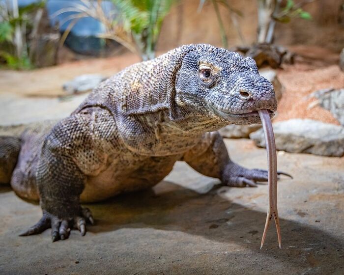 điều thú vị về Indonesia loài rồng Komodo