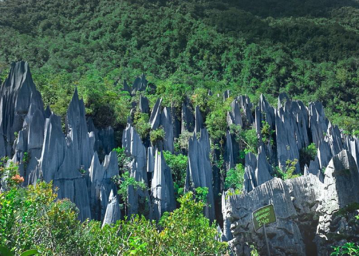 Khám phá vườn quốc gia Gunung Nulu Malaysia bí ẩn