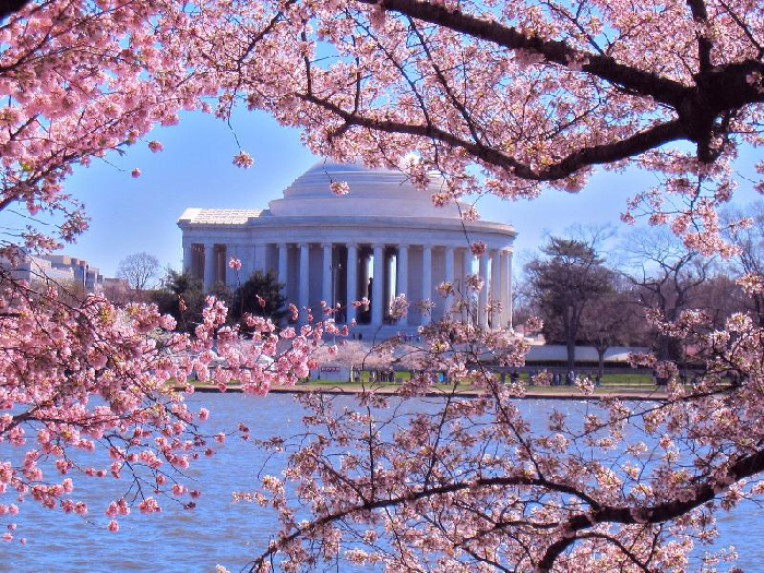 Hoa anh đào nở rộ tại Washington D.C