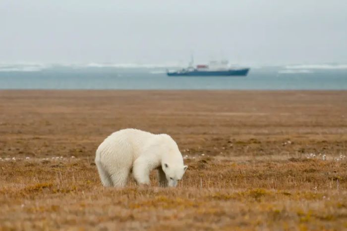 Đảo Wrangel có khí hậu lạnh quanh năm