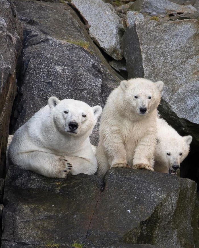 Gấu Bắc Cực sống chủ yếu ở trên đảo Wrangel