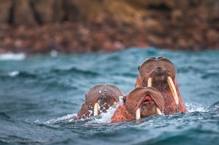 Những chú hải mã sống trên đảo