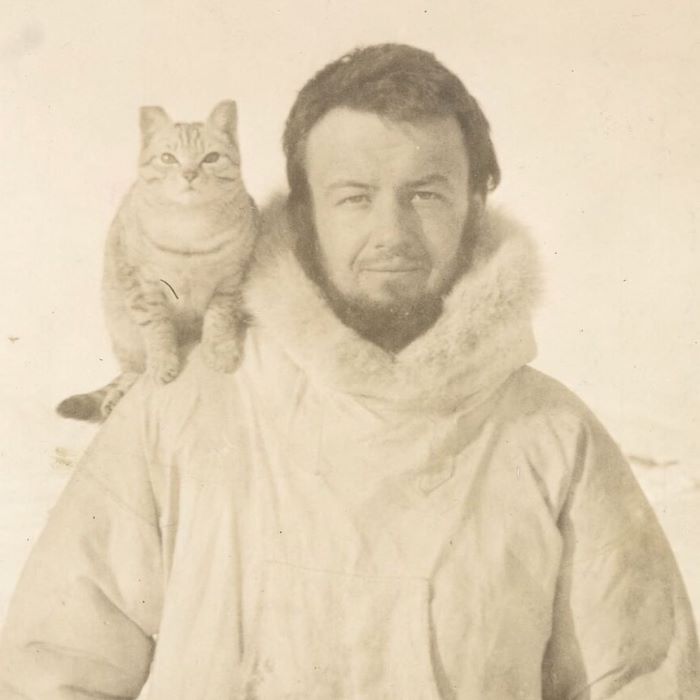 Bức ảnh của Allen Crawford và Vic, chú mèo thám hiểm trên đảo Wrangel vào năm 1920