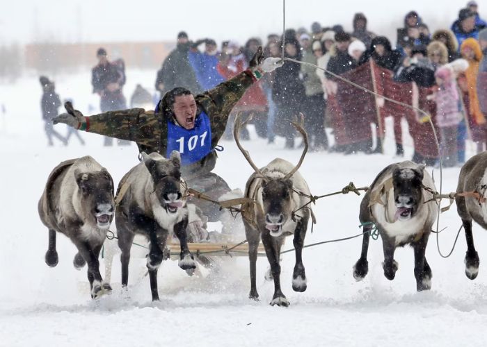 Lễ hội chăn tuần lộc hàng năm được tổ chức bởi người Nenets