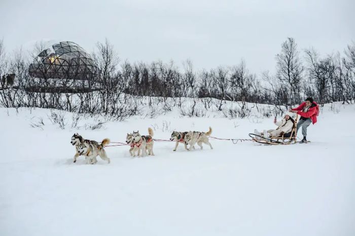 Trải nghiệm trượt tuyết cùng chó Husky