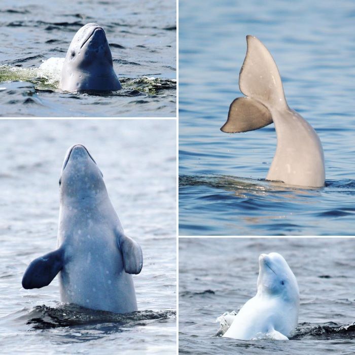 Những chú cá voi trắng xuất hiện trên quần đảo Solovetsky