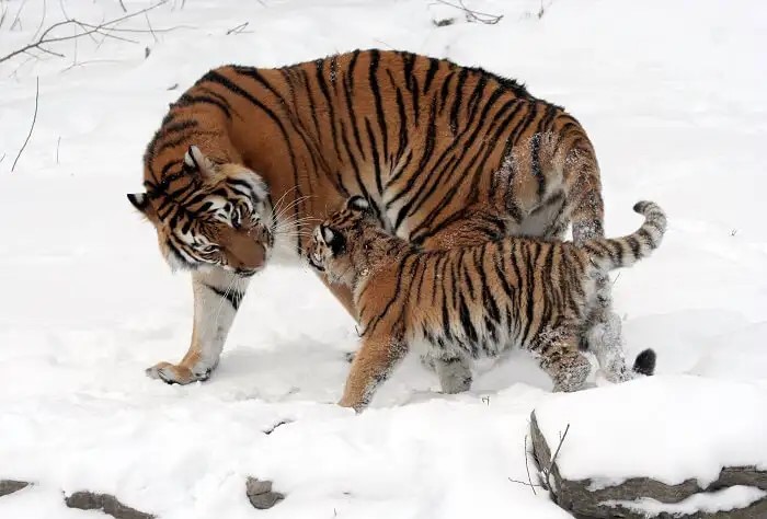 Hổ Amur trong khu bảo tồn động vật ở Nga cần được bảo vệ