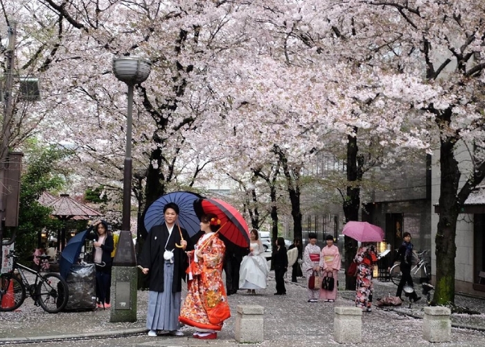 Trong lễ hội Hanami bạn có thể nhìn hoa anh đào rơi tuyệt đẹp