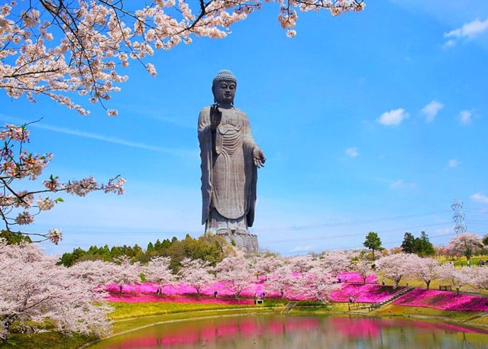 Du lịch Ibaraki Nhật Bản: Hành trình khám phá kho báu