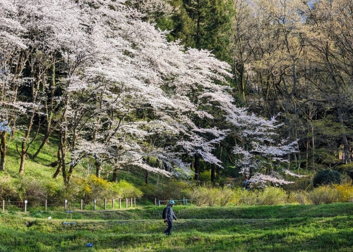 Trekking là hoạt động thú vị cho du khách khi đến công viên Hitsujiyama