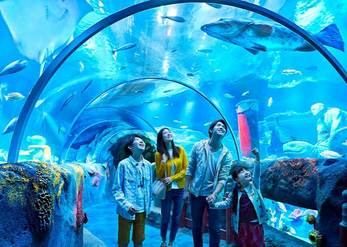 Khám phá đại dương thu nhỏ tại Thủy cung S.E.A Aquarium Singapore