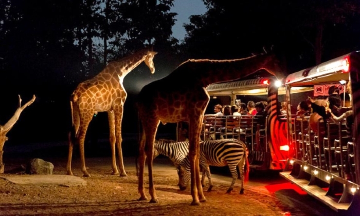 vườn thú Night Safari