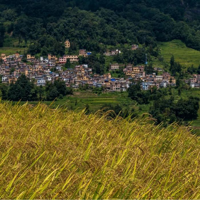 Ruộng bậc thang Yuanyang