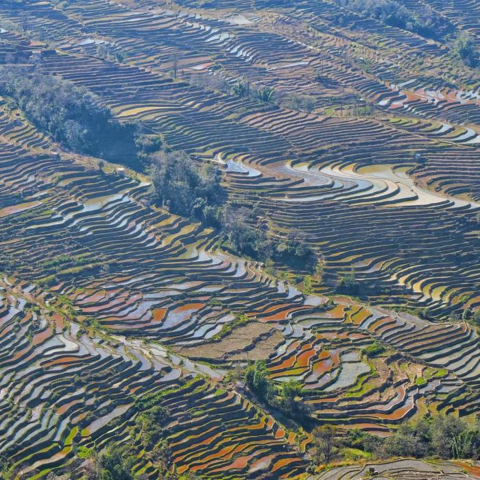 Ruộng bậc thang Yuanyang