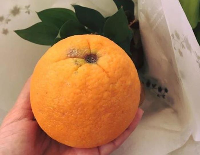 Tục nén quả cam màu vàng ra khỏi nhà là hoạt động thú vị khi đón Tết Trùng Cửu – 