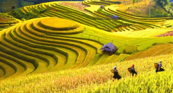 Ruộng bậc thang Hoàng Su Phì