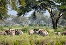 Những điểm đến đẹp say lòng níu chân du khách ở Tanzania