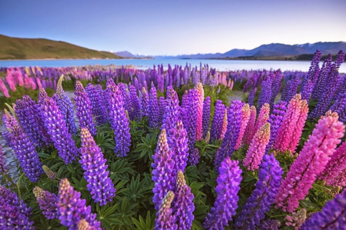Cánh đồng hoa New Zealand