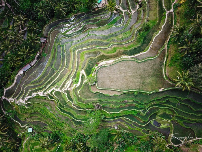 Ruộng bậc thang tại Bali nhìn từ trên cao xuống