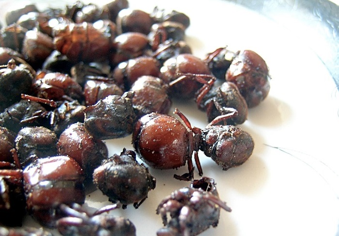 Bánh kiến Hormigas Culonas