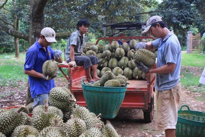 du lịch bến tre