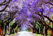 Du lịch Nam Phi mua gì về làm quà xem ngay để biết khi đi nhớ mua nhé