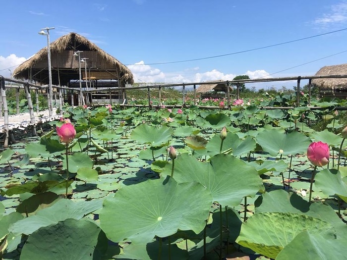 Cánh đồng sen Phước Đồng