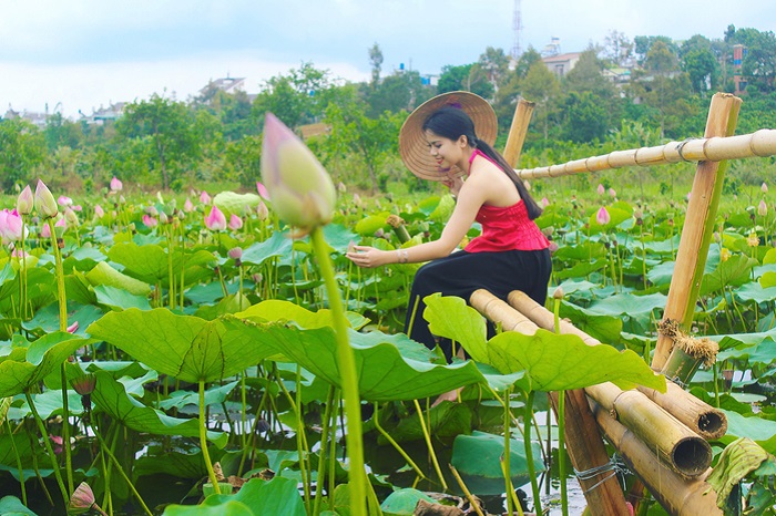 Chụp hình với cánh đồng sen