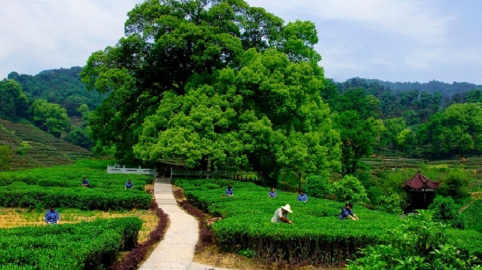 Kinh nghiệm du lịch Hàng Châu