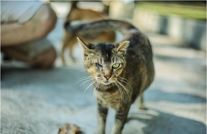 Con mèo cướp biển nổi tiếng trên đảo Lazarus, kinh nghiệm du lịch đảo Lazarus
