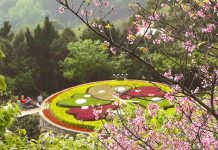 Kinh nghiệm du lịch Dương Minh Sơn – cõi thần tiên của xứ Đài kinh nghiệm du lịch Dương Minh Sơn