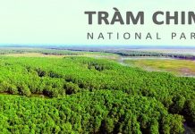 Kinh nghiệm du lịch vườn quốc gia Tràm Chim – điểm đến hấp dẫn tại Đồng Tháp kinh nghiệm du lịch vườn quốc gia Tràm Chim