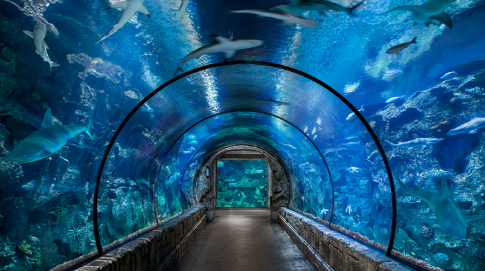 Thủy cung Shark Reef