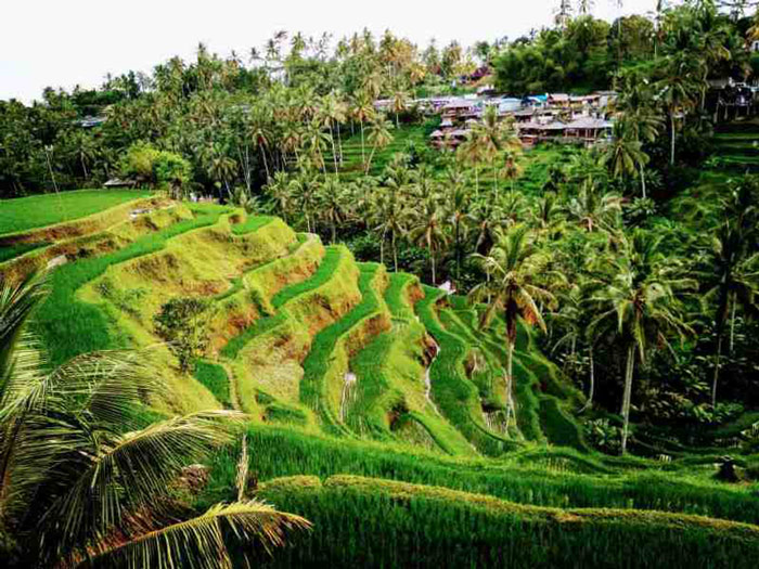 Ruộng bậc thang