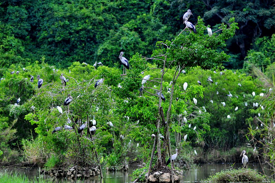 Vườn chim Thung Nham có rất nhiều loài chim đang sinh sống