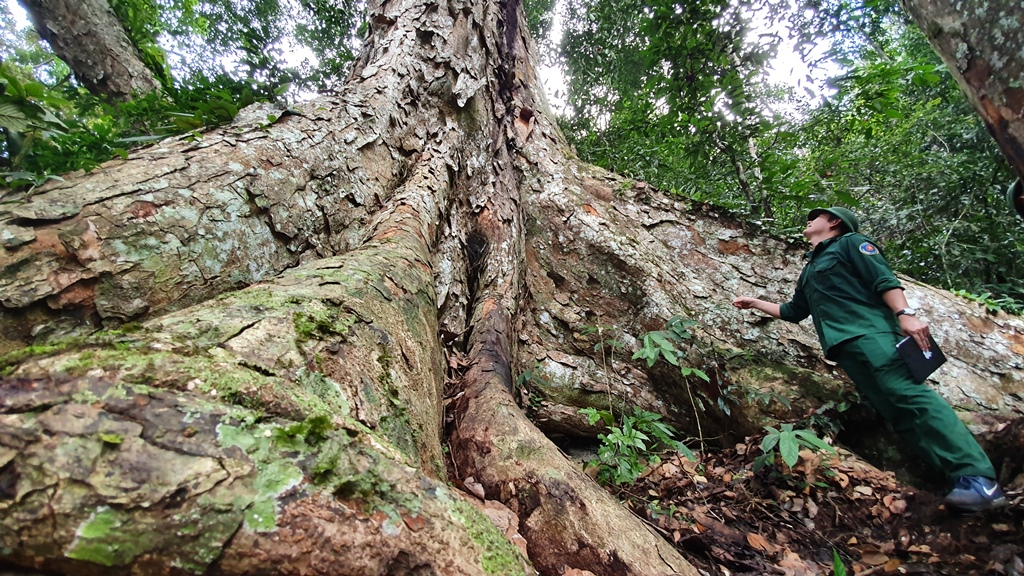 Những cây nghiến nghìn năm tuổi tại vườn quốc gia Xuân Sơn