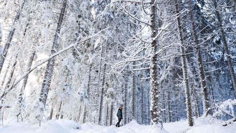 Khám phá thiên nhiên hoang dã tại Lapland