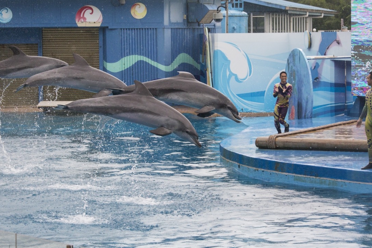 Dolphin Show Ocean Park