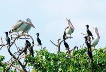 Về Cần Thơ nhất định phải một lần ghé thăm vườn cò Bằng Lăng kinh nghiệm du lịch vườn cò Bằng Lăng