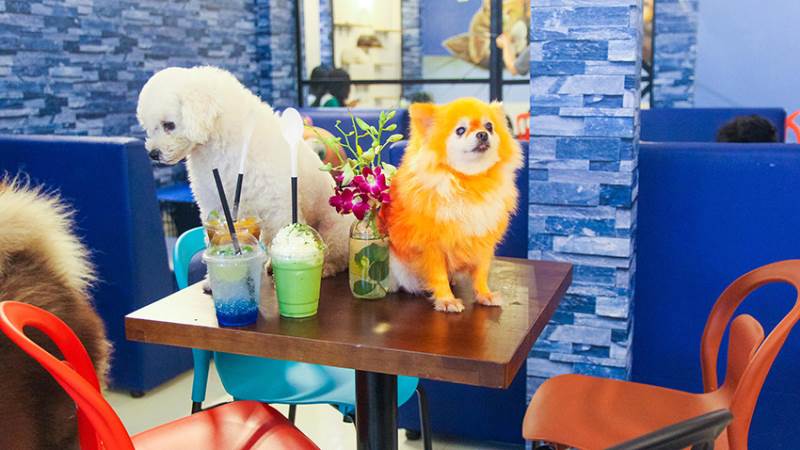 Saito Pet Cafe