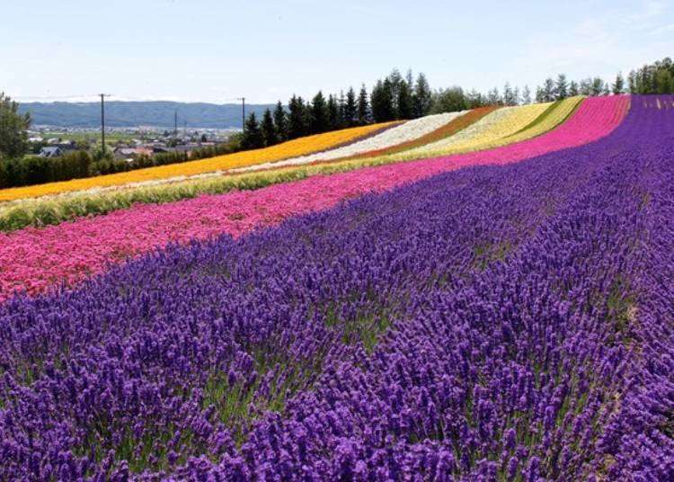 Thị trấn Furano với những cánh đồng hoa oải hương rực rỡ