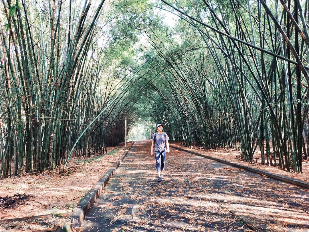 chàng trai check in dưới hàng xe xanh ngát tại làng tre Phú An Bình Dương