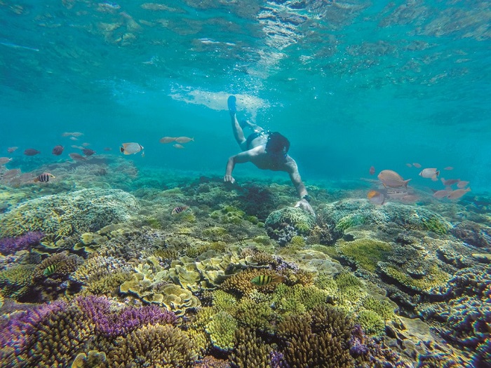 lặn ngắm san hô tại Cù Lao Xanh  - Kinh nghiệm du lịch Cù Lao Xanh
