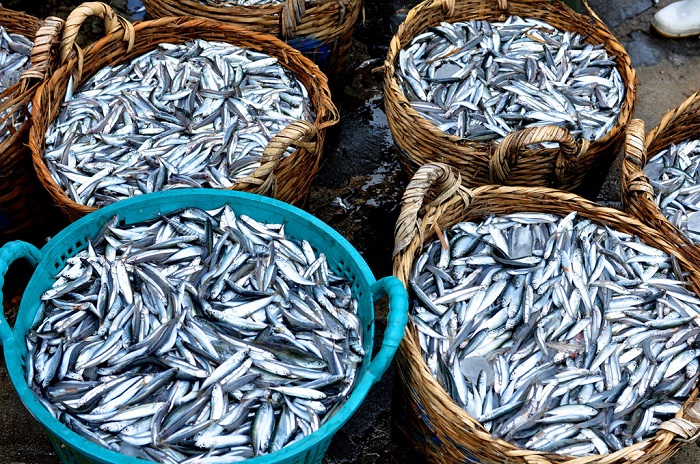 cá cơm dùng làm nước mắm - tham quan nhà thùng nước mắm Phú Quốc
