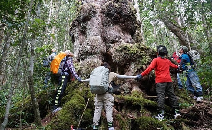  du lịch vườn quốc gia Chư Yang Sin Đắk Lắk khám phá rừng pơ mu cổ thụ